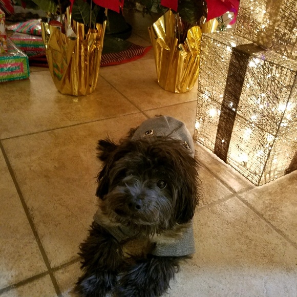 Meet your Posher, Sandy - Picture 1 of 1